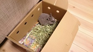 うさぎ飼育初心者の風羽ちゃん育成日記